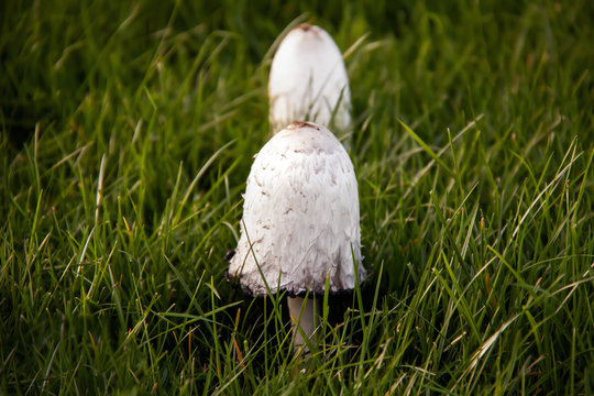 Pilze, Schweinsohr oder Purpurleistling (Gamphus clavatus) im Rasen