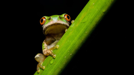 green tree frog on leaf
