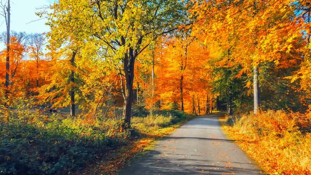 Walking in the fall forest on sunny day.  4K, Ultra High Definition, Ultra HD, UHD, 2160P, 3840 x 2160