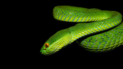 green snake