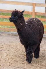Fototapeta premium Closeup portrait of an adorable cute black curly shagged male alpaca with with thick wool and funny fringe .Vicugna pacos.