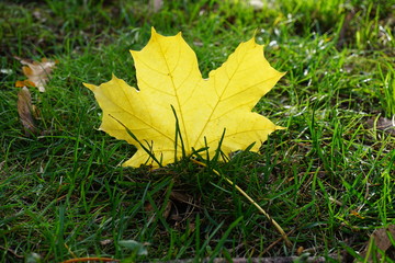 autumn leaves on green grass