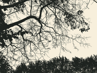 Obraz premium tree and branches silhouette. vector illustration
