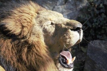 Naklejka premium leone al sole