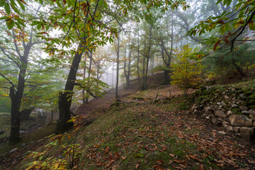 Castañar en Casillas en otoño. Avila. España. Europa.