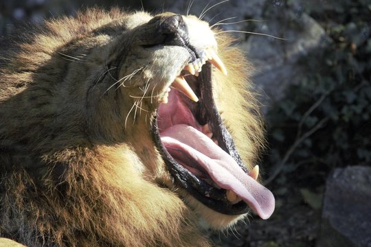 leone al sole