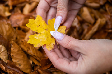 Woman's hands with manicured nails collect fallen leaves in a forest at autumn