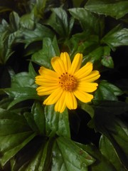 yellow flower in the roadside