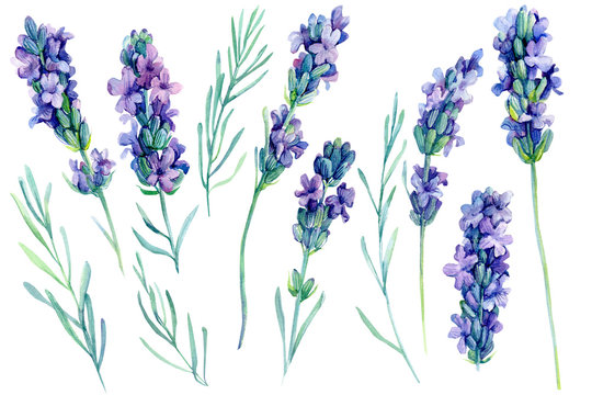 set watercolor lavender flowers illustration on isolated white background