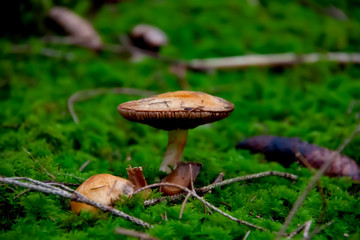 Einheimischer Pilz am Waldboden, Makroaufnahme