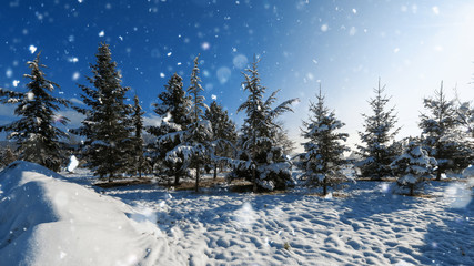 Snow falling on fir trees. Christmas and winter background or greeting card with copy space.