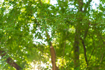 Abstract, nature Green leaf background and beautiful wallpaper.