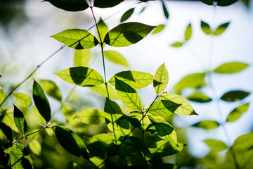 Abstract, nature Green leaf background and beautiful wallpaper.