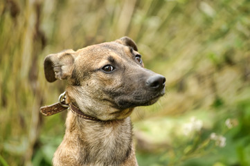 brown dog, ears up on a leash on the grass, scared, mestizo hound, cur, animals from the shelter