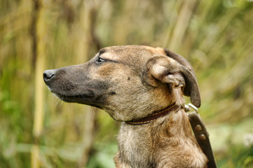 brown dog, ears up on a leash on the grass, scared, mestizo hound, cur, animals from the shelter
