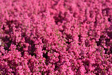 Fototapeta premium pink bell heather flowers