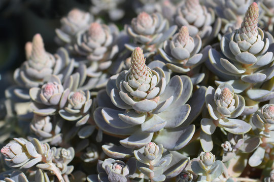 lin lan flower seeds Graines de Lin Annuel Bright Eyes Bio  La Ferme de Sainte Marthe