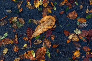 Autumn leaves on a tarmac road texture