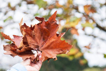 hand holding dry leaves in autumn