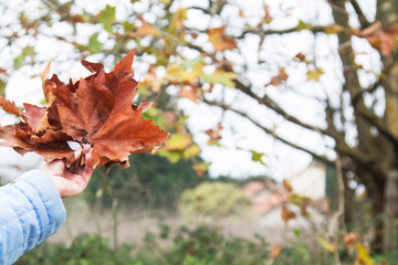Fototapeta premium hand holding dry leaves in autumn