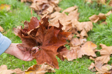 woman hands holding dry leaves in autumn