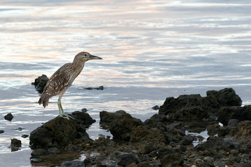 night heron close up portrait at sunrise in baja california
