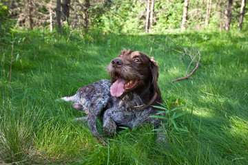 Dog breed Drathaar German Wirehaired pointer drathaar lying on green grass
