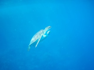 Beautiful Green sea turtle in Marsa Alam, Egypt