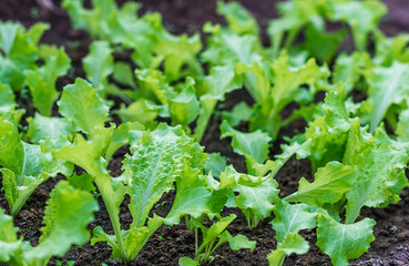 Green young lettuce plants. The concept of vegetarianism. Organic farming.