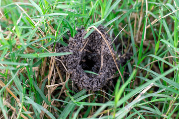 Hole on the ground that is entrance to ant's nest