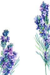 watercolor lavender flowers illustration on isolated white background, wedding greeting card or invitation 