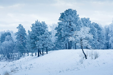 Winter landscape, pine trees covered with hoarfrost. Christmas background
