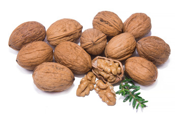group of isolated nuts with green twig