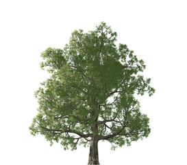 Isolated big tree on white background, trees isolated used for design, advertising and architecture.Green beautiful and big tree isolated on white background 