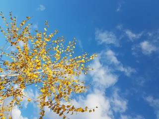 Bright yellow foliage against a clear blue sky with clouds. The fiery colors of a fading nature in...