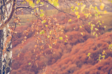 Autumn background with birch tree