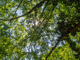 Fototapeta premium Tree in park Salzburg