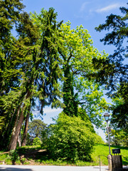 Obraz premium Tree in park Salzburg