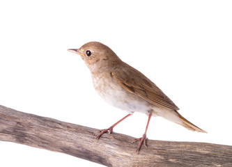 Nightingale sits on a branch isolated