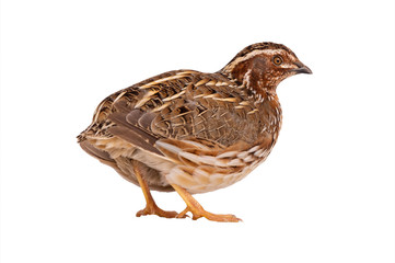 wild quail ( Coturnix coturnix) isolated on a white background