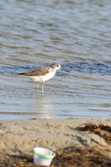 Grünschenkel im Herbst an der Ostsee