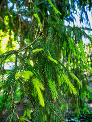 Fototapeta premium Tree in park Salzburg