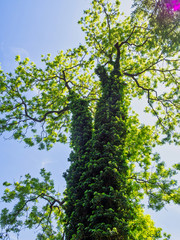 Tree in park Salzburg