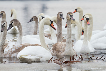Flock of young swans in winter