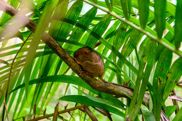 Tarsier