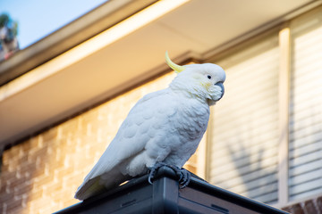 Sulphur-crested cockatoo seating on a roof. Urban wildlife. Australian backyard visitors