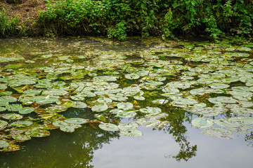 River with lots of lily pads 