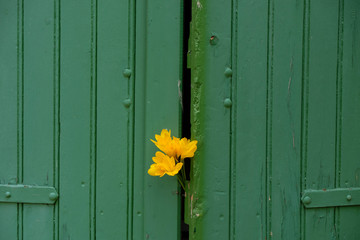 A bouquet of yellow saffron flowers nestled between green wooden shutters. Provence gift. Copy space. Minimalism.