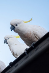 Sulphur-crested cockatoos seating on a roof. Urban wildlife. Australian backyard visitors