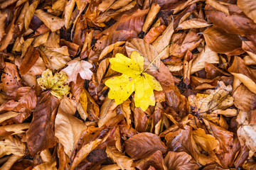 Wet fallen leaves on the ground at autumn
